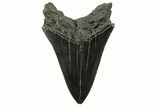 Sharply Serrated, Fossil Megalodon Tooth - South Carolina #383644-1
